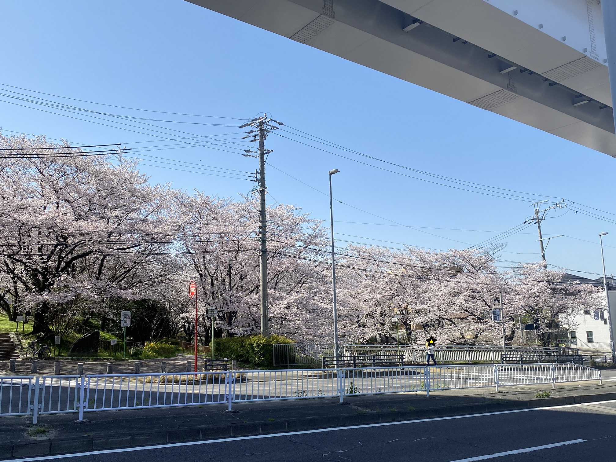 今年も桜の季節がやってまいりました