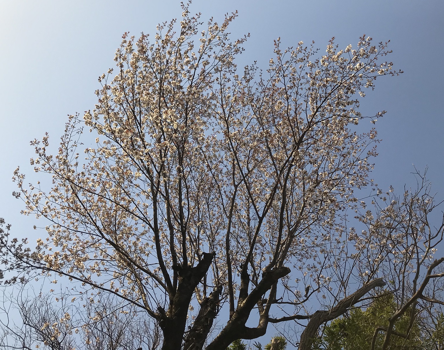 どこの歯医者さんに行けばいいの？　最終章